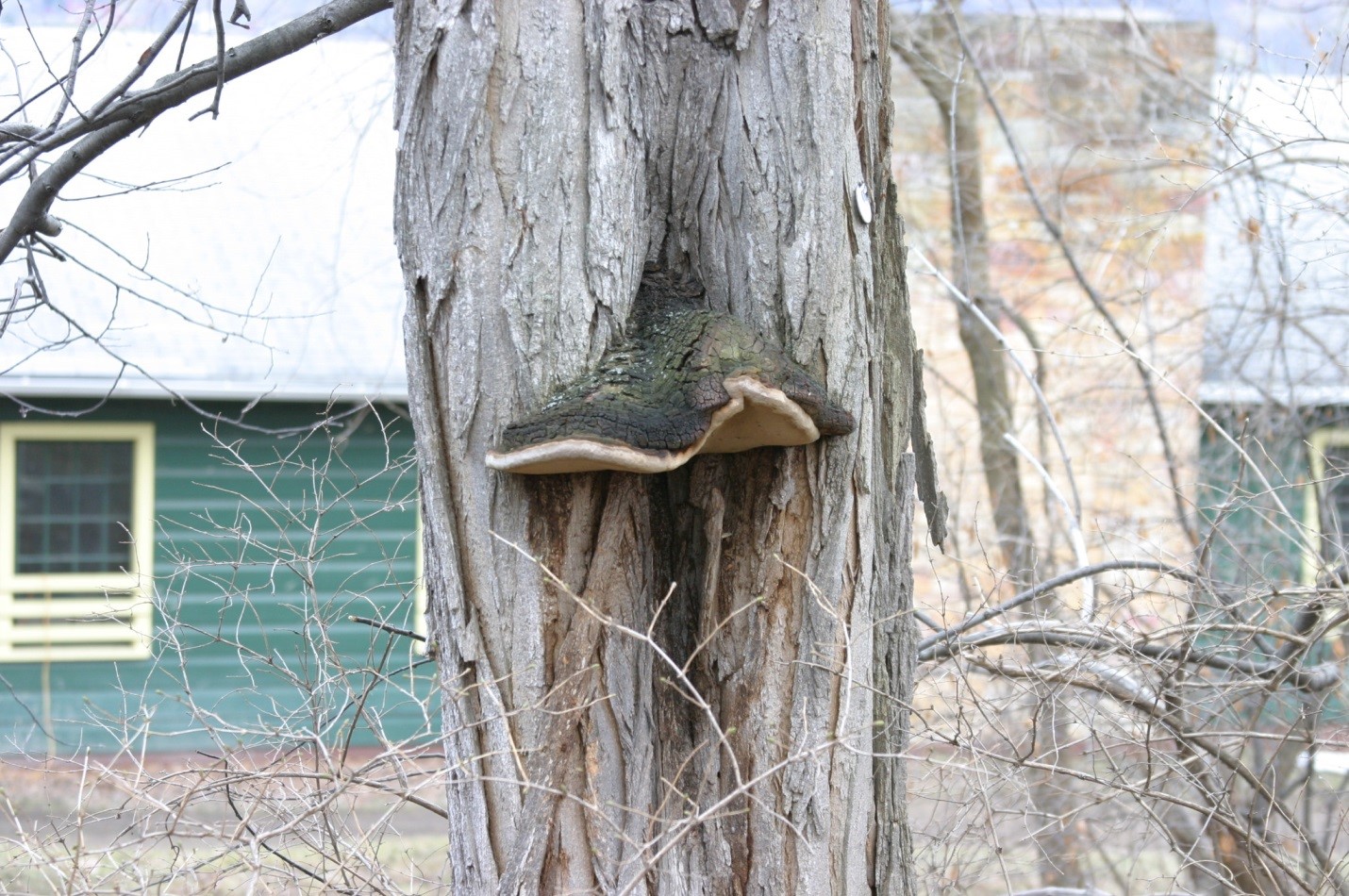 Photograph 1. Some decay fungi are found more commonly on individual tree species such as <em>Phellinus robiniea </em>on black locust. However, given the wide host range of many wood decay fungus their development on tree species other than the common host can also be expected.