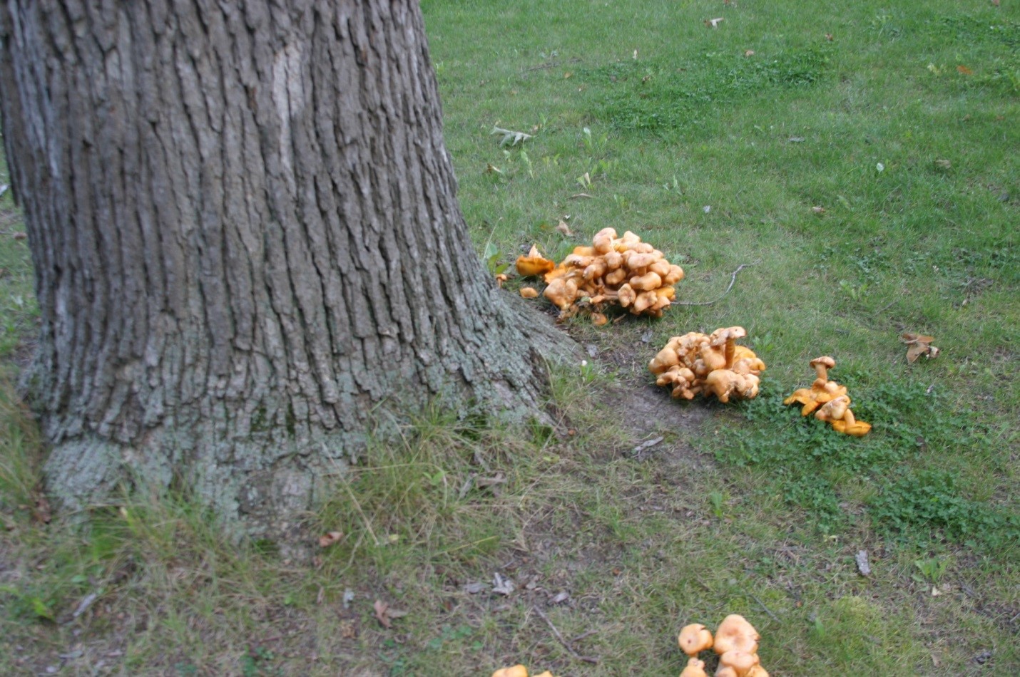 Photograph 1. A potential root and butt decay fungus fruiting on the ground near the base of a white oak.