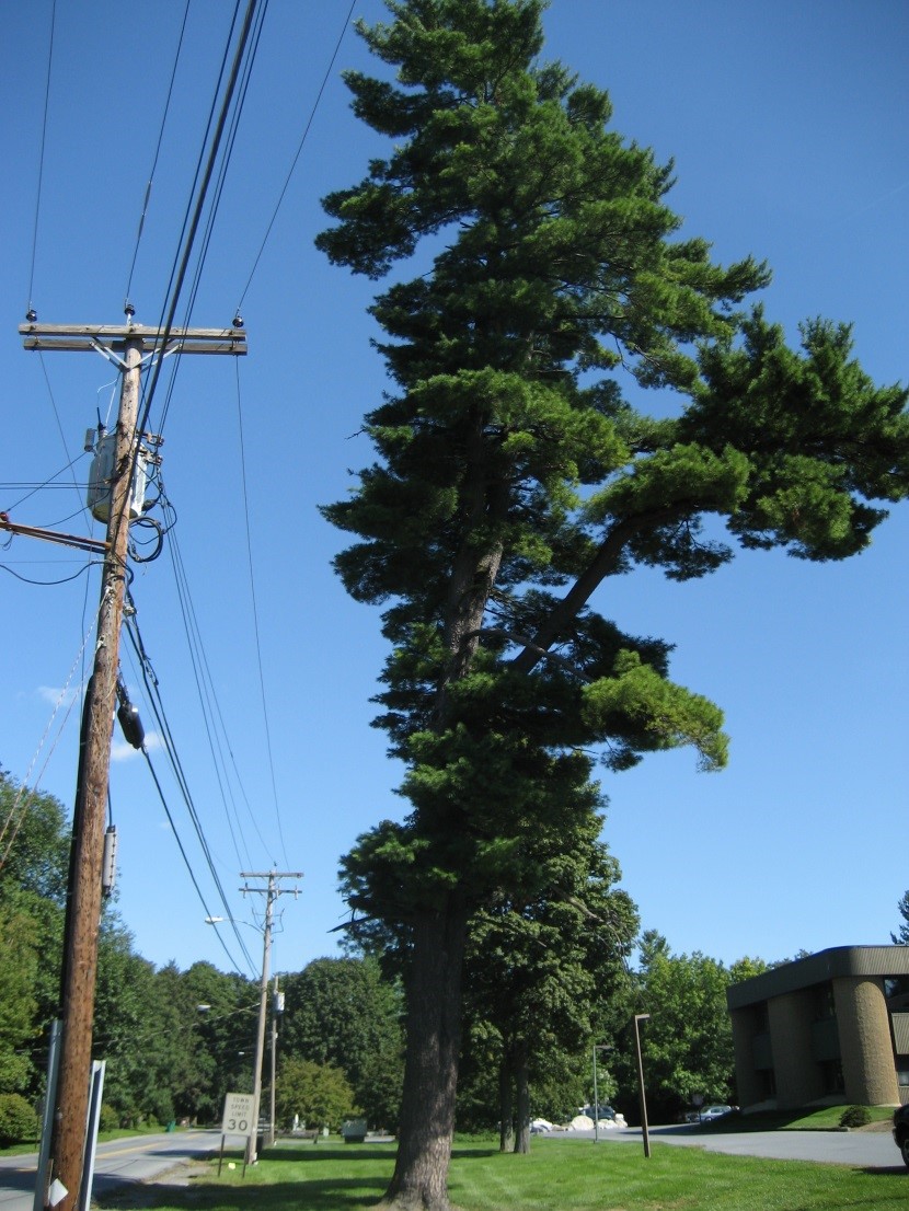 Photograph 1. White pine, an example of a coniferous host.
