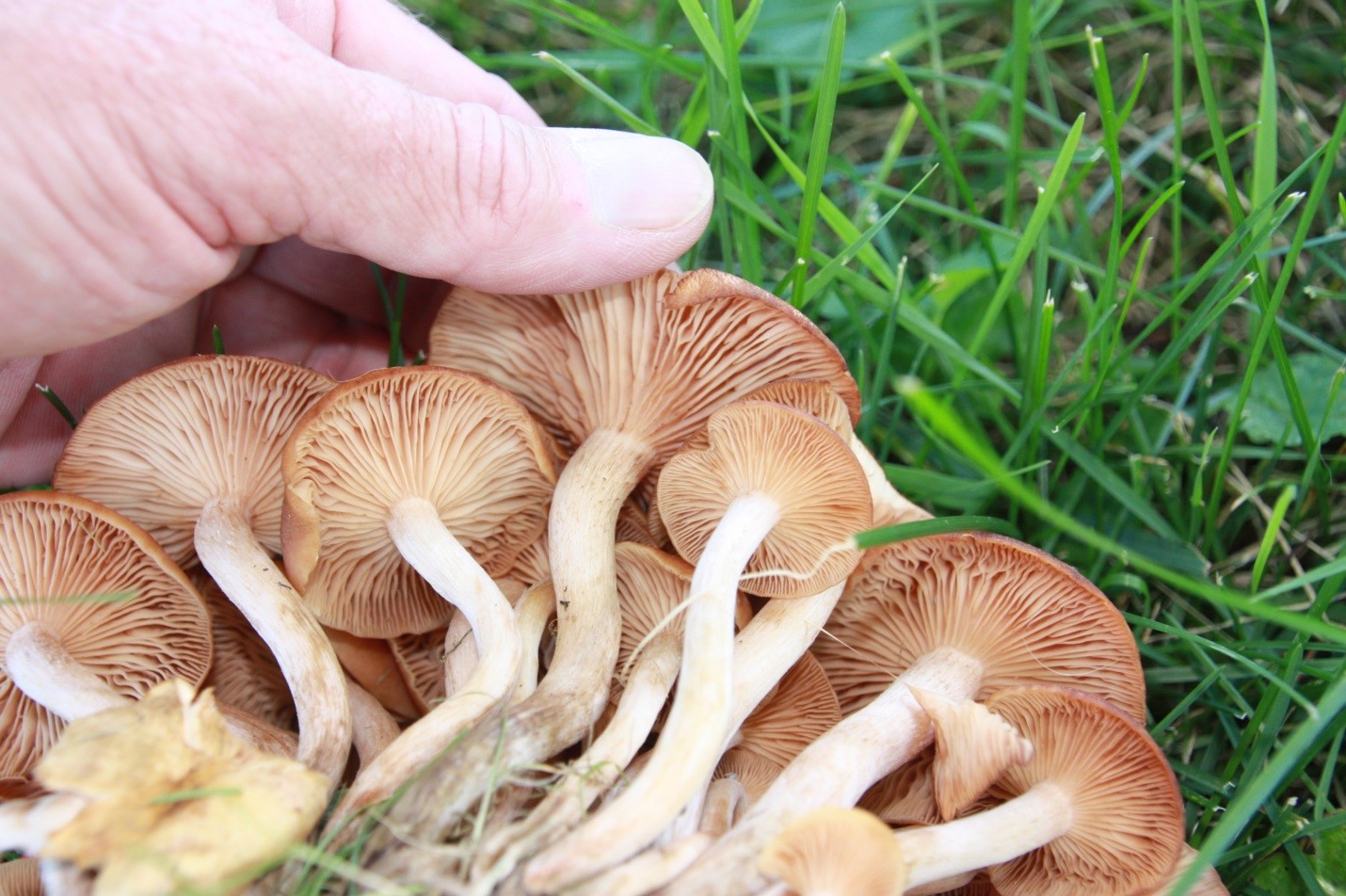 Photograph 1. Gills of the fungus Armillaria tabescens.