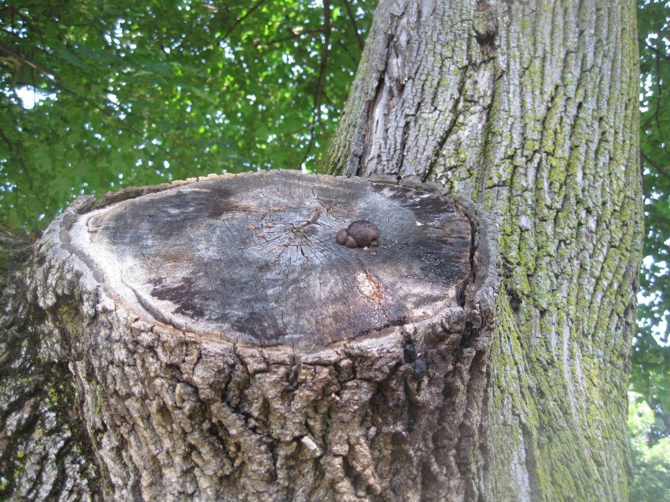 Photograph 1. Fruiting structure of Daldinia concentrica that will be found to be brittle and crumbly when removed from the tree.