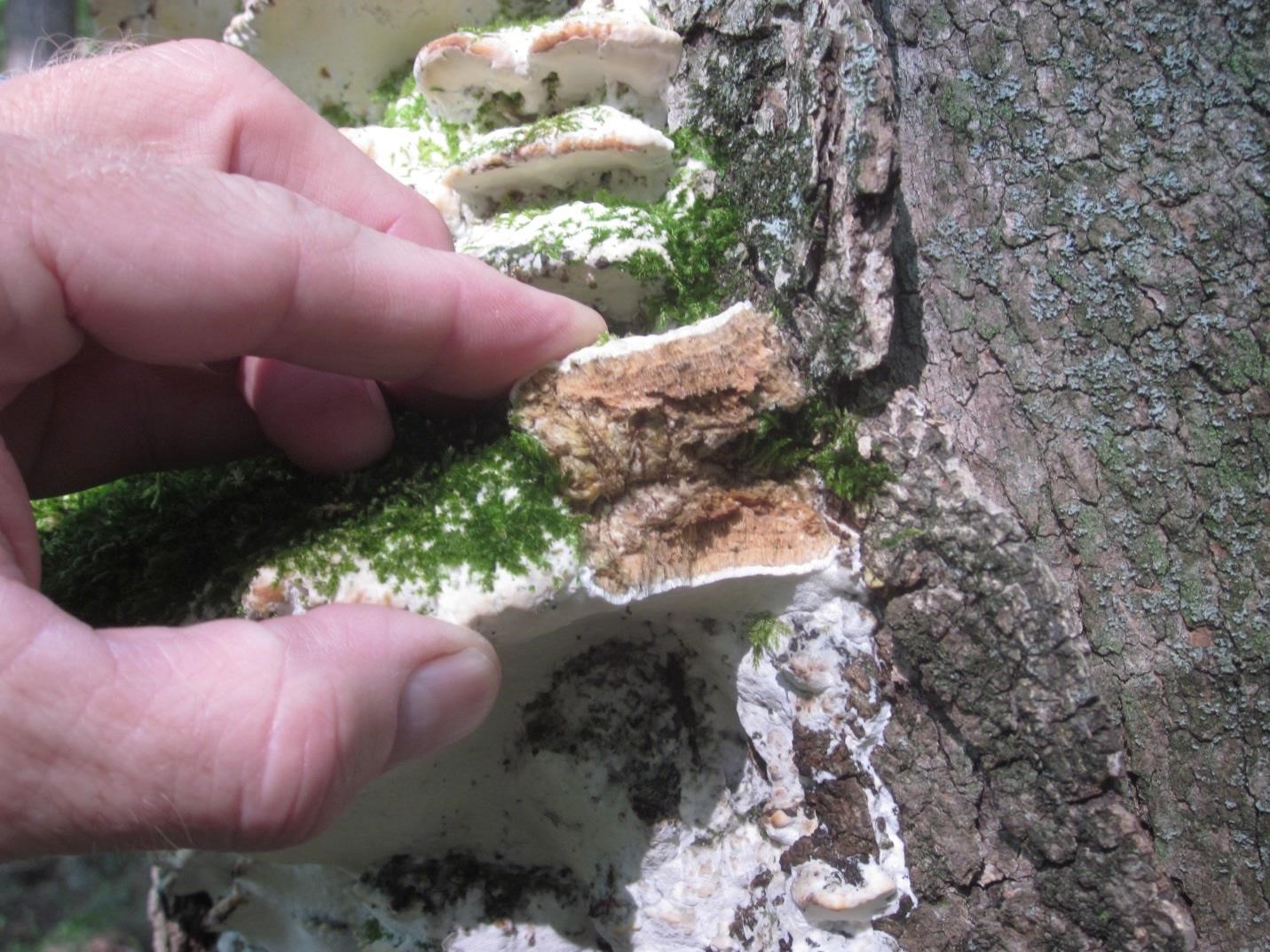 Photograph 1. Fruiting of a perennial conk attached directly to the trunk of a tree without a stem.