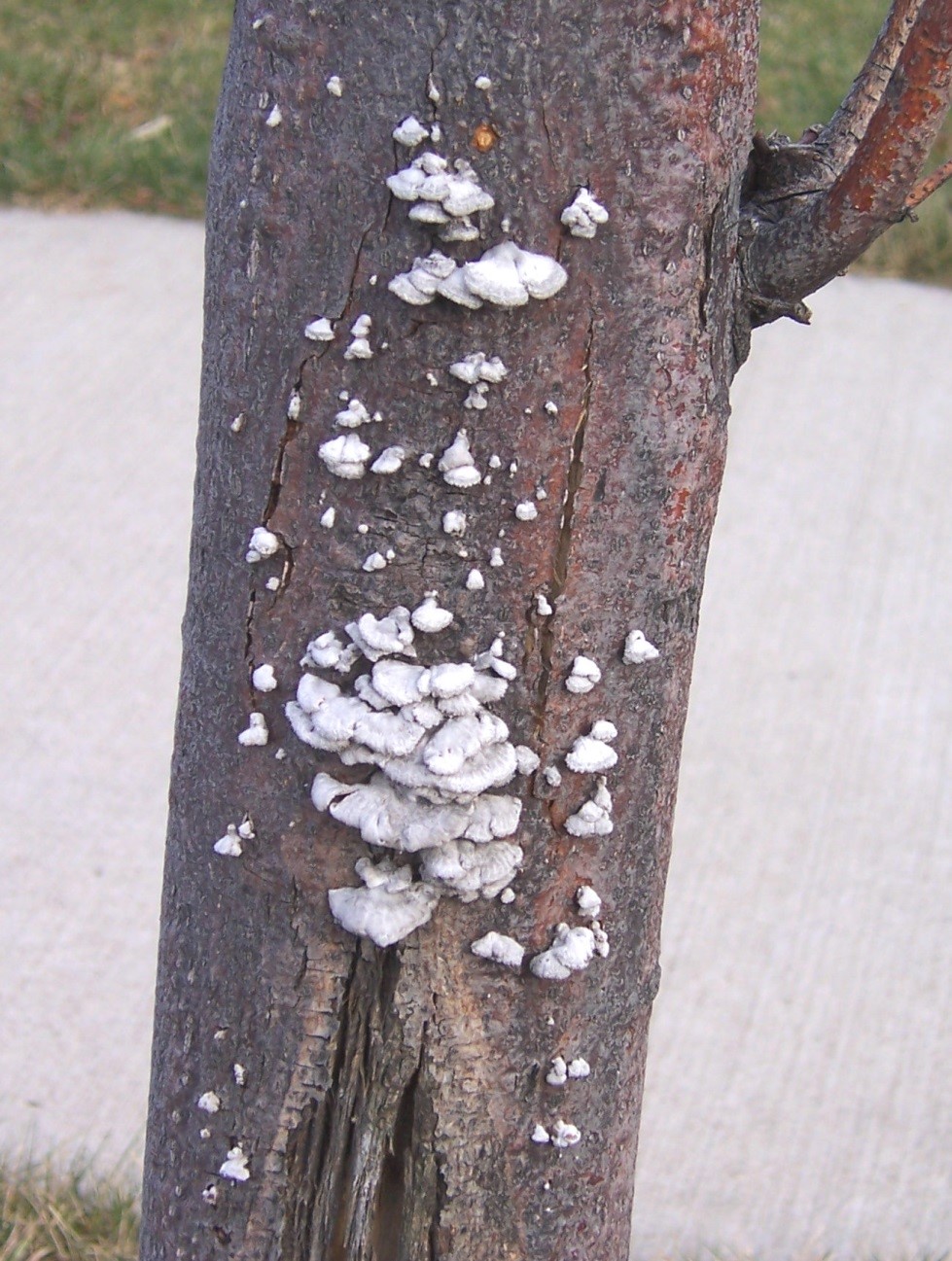 Photograph 1. The thin fruiting structure of the fungus Schizophyllum commune.