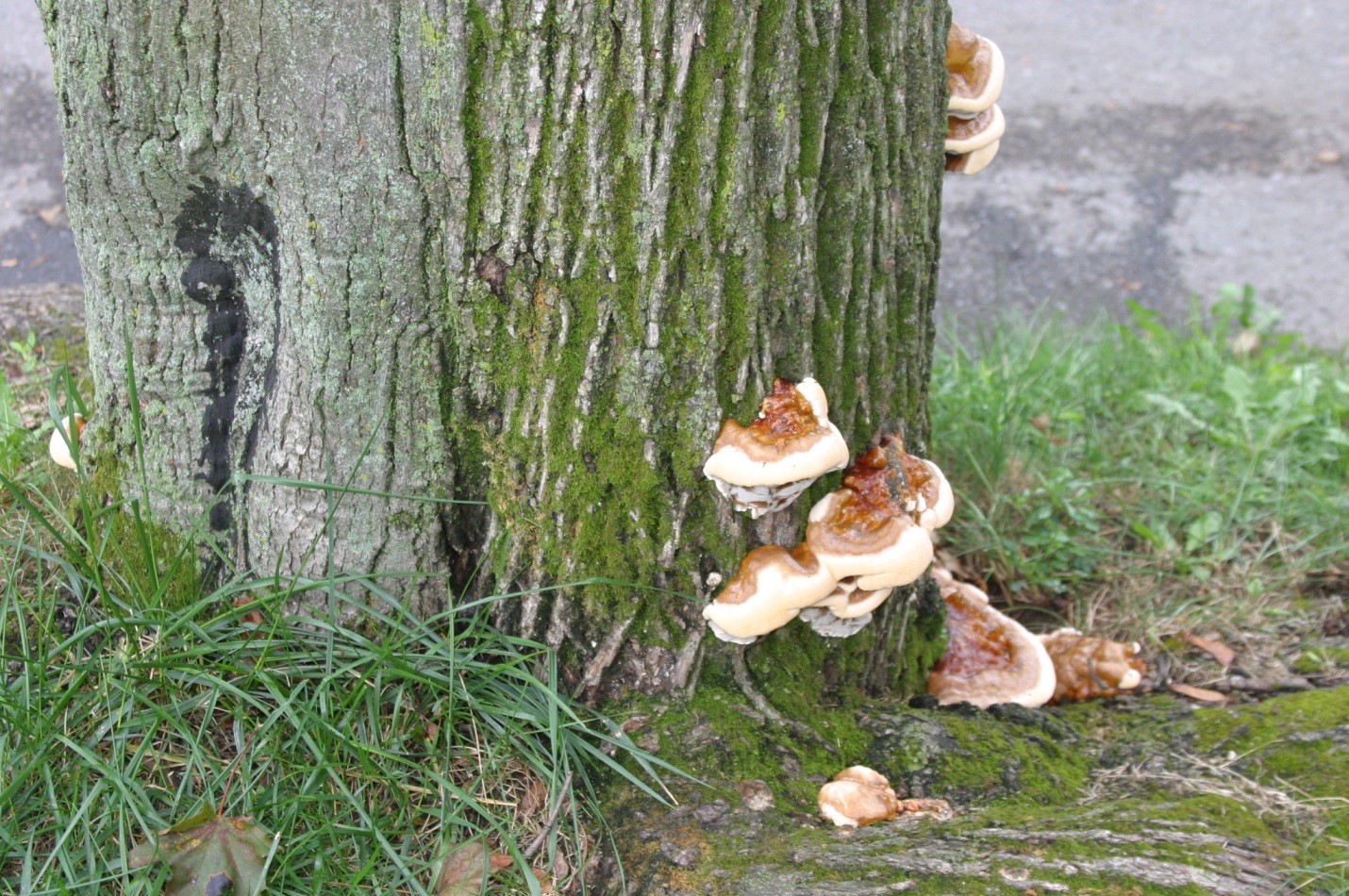 Photograph 1. Ganoderma lucidum is very common on urban trees because of its wide host range and common development on Norway maple, honeylocust and other common urban tree species.