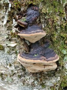 Phellinus igniarius