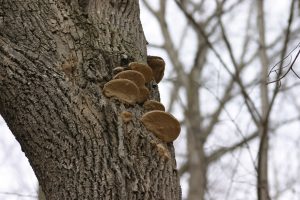 Perenniporia fraxinophila