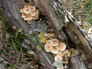 Pholiota species