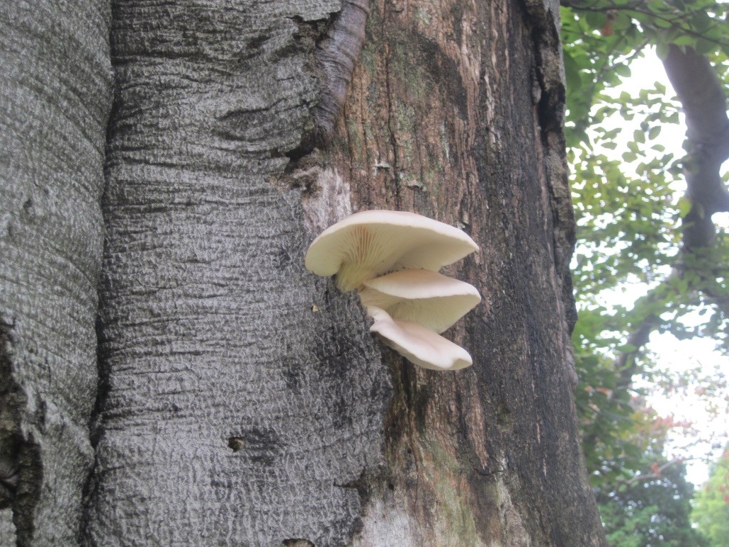Photograph 1. Mushroom of an annual wood decay fungus on a beech .