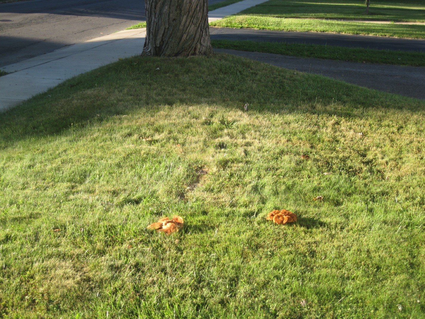 Photograph 2. A root decay fungus Armillaria tabescens fruiting in the lawn a good distance away from the base of an infected silver maple.