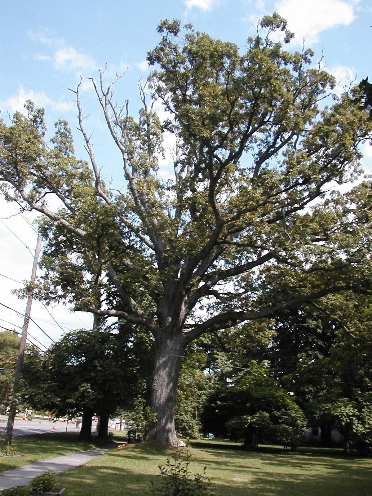 Photograph 2. Bur oak, an example of a hardwood or deciduous host.