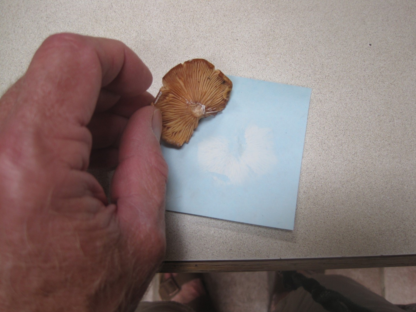 Photograph 2. Spore print made by removing and placing the cap of a gilled fungus on colored paper. Placing a bowl or other covering over the cap can induce spore release onto the paper by increasing the humidity around the cap.