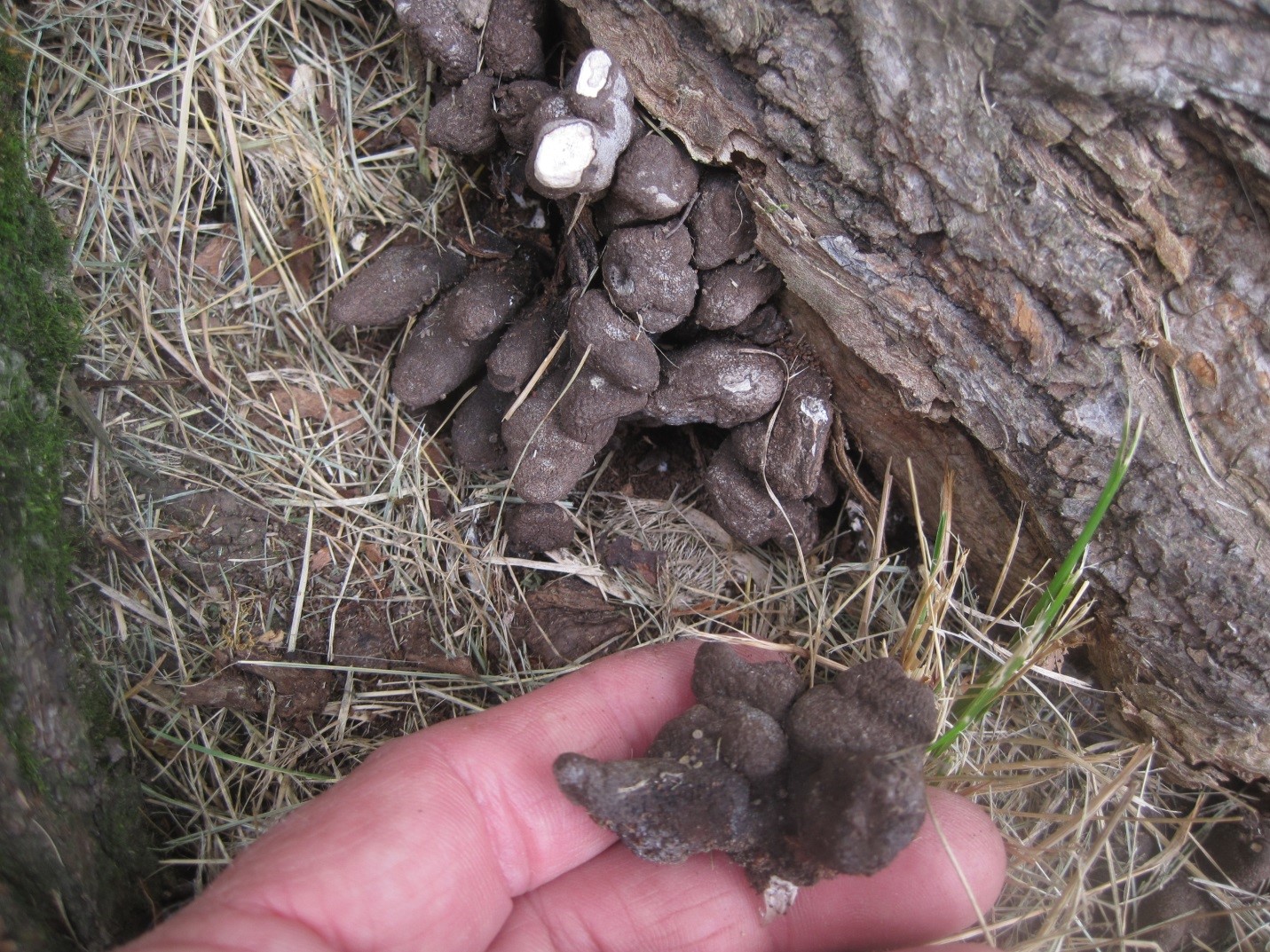 Photograph 2. Black, brittle finger like fruiting structures of the fungus Xylaria polymorpha. The white inner tissue is exposed when the fruiting structure is broken and evident in the upper center of the image.