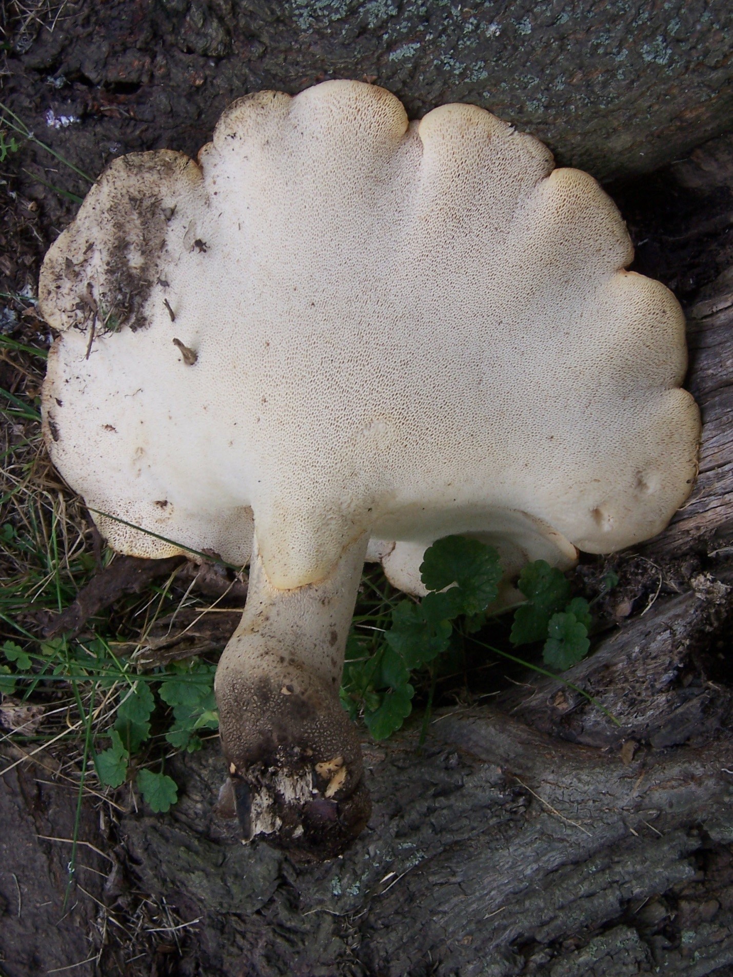 Photograph 2. Lateral (attached on the side of the mushroom) stem of an annual wood decay fungus.
