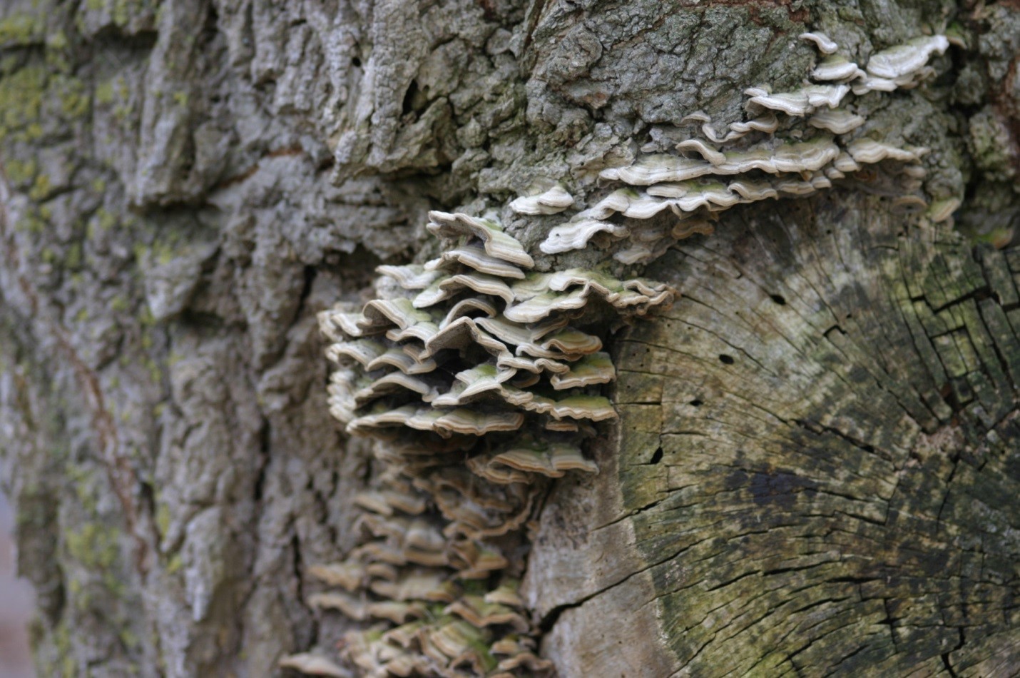 Photograph 2. Thin fruiting structure (individual caps and pore layes) of the fungus Cerrena unicolor.