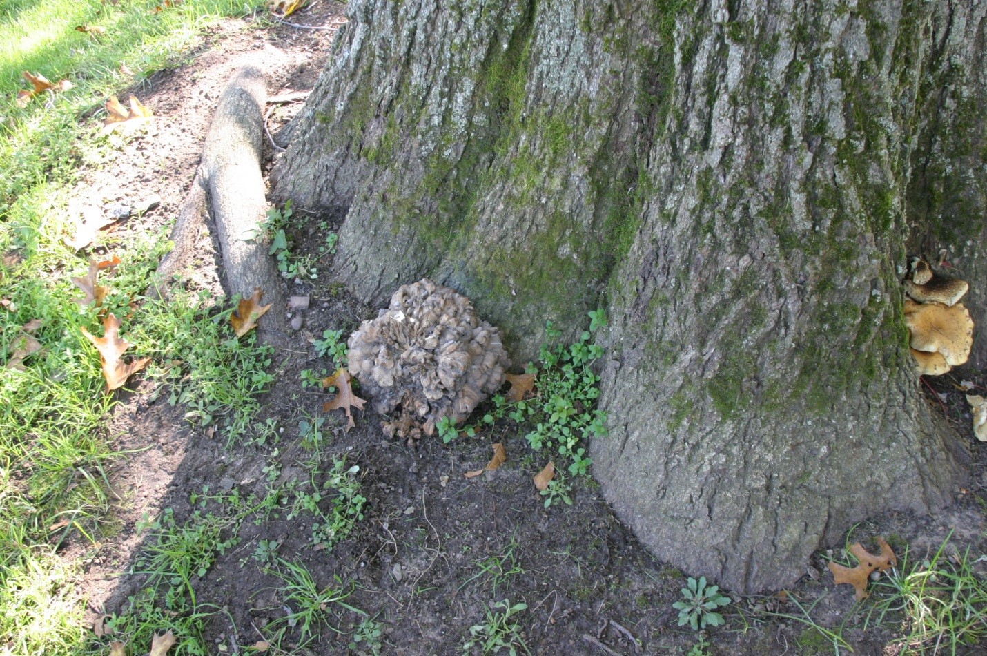 Photograph 2. Common species are mostly annual wood decay fungi that have more restricted host ranges such as Grifola frondosa shown here that prefers oaks.