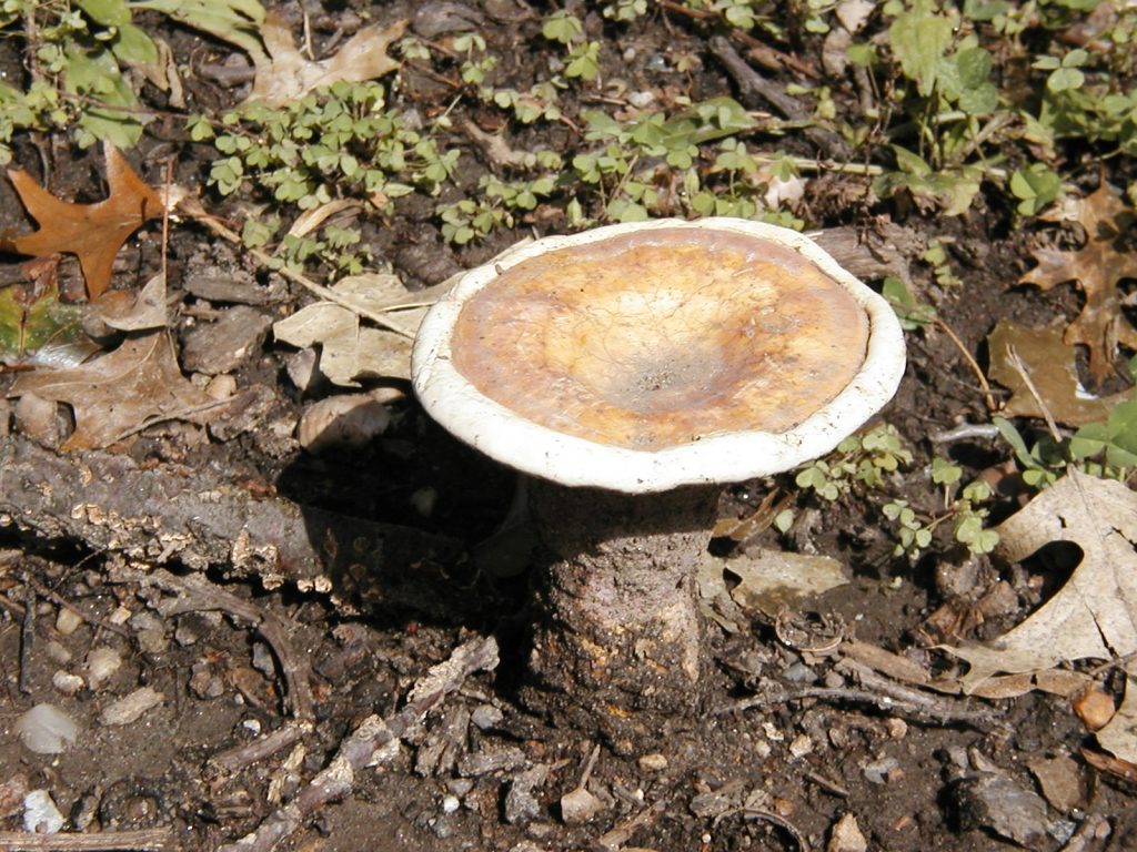 Ganoderma curtsii