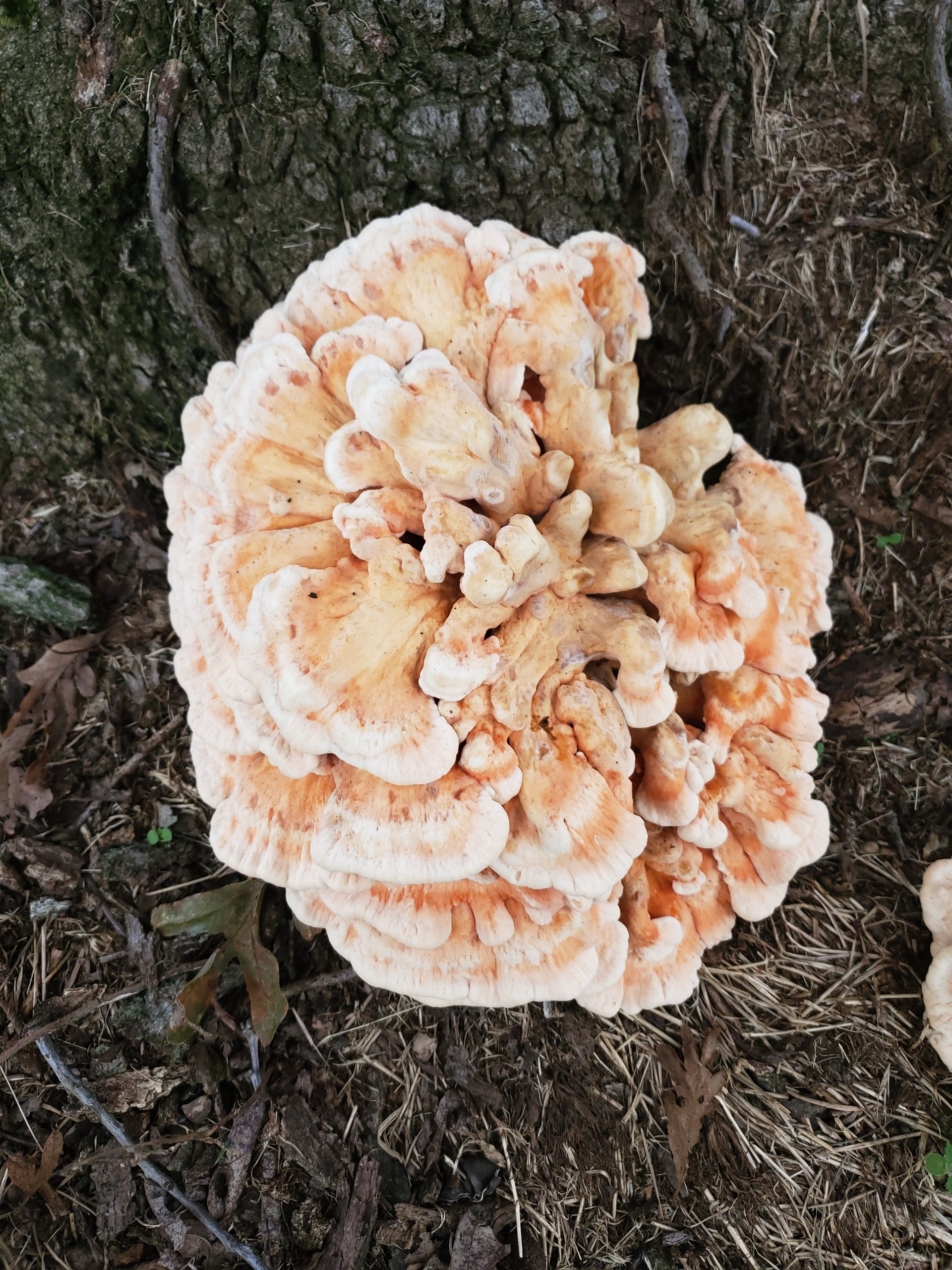 Laetiporus cinncinatus