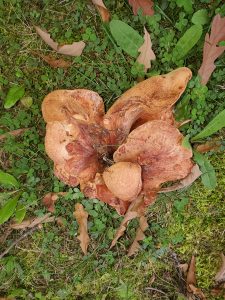 Fistulina hepatica