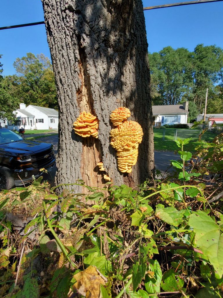 Laetiporus sulphureus