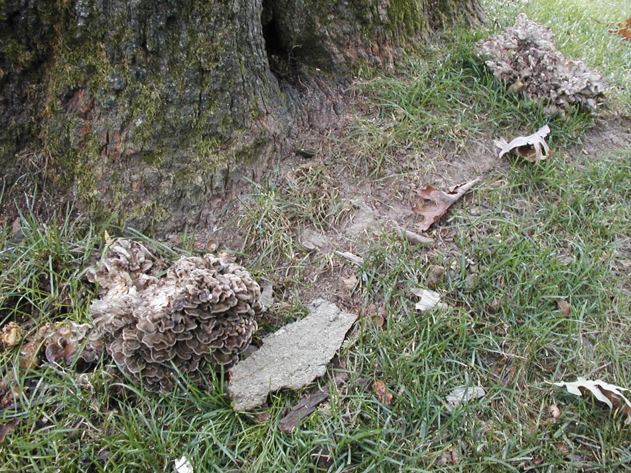 Grifola frondosa Wood Decay Fungi of Living Trees