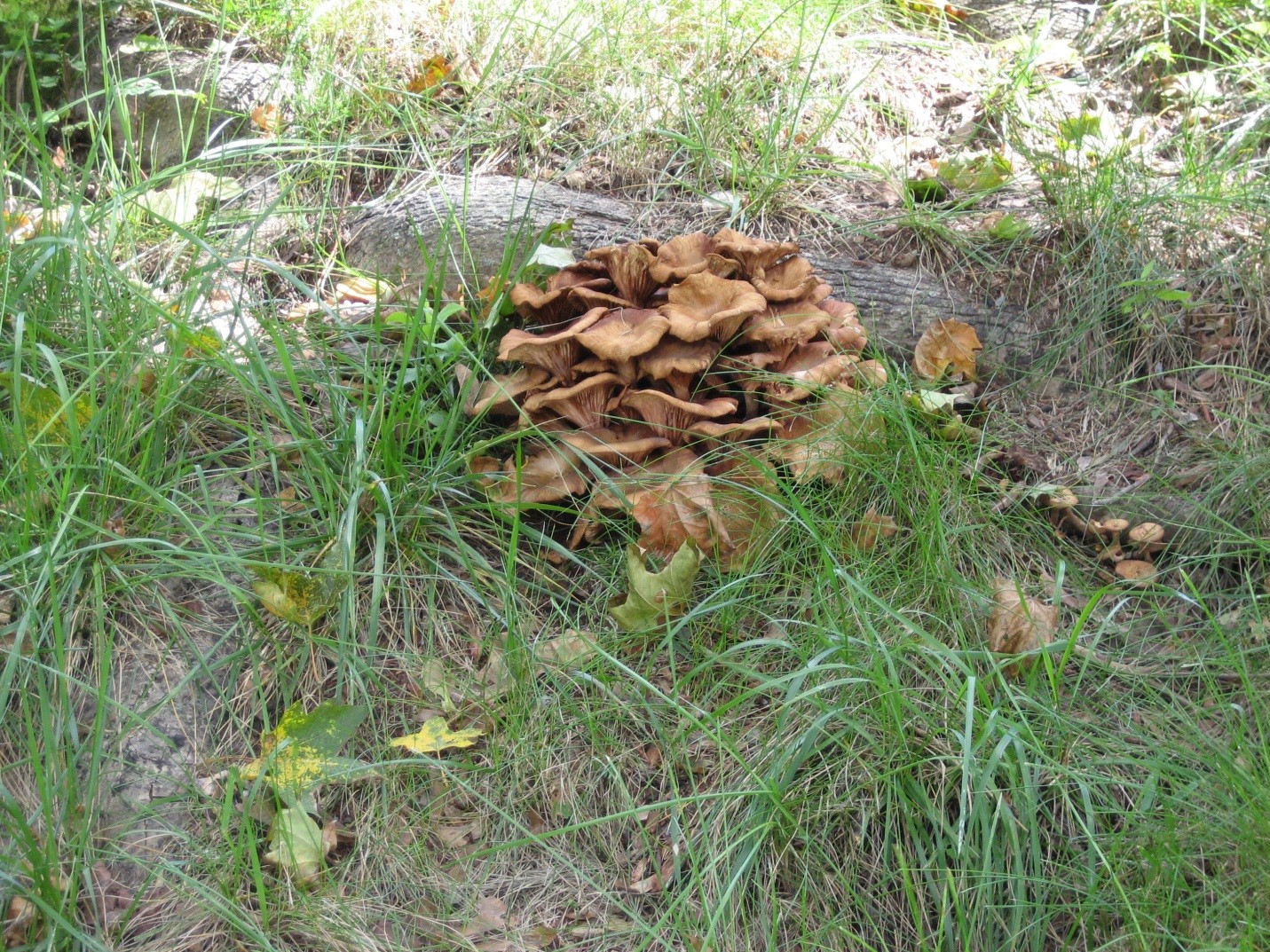 Photograph 2. Group of mushrooms of a root decay fungus on a maple.