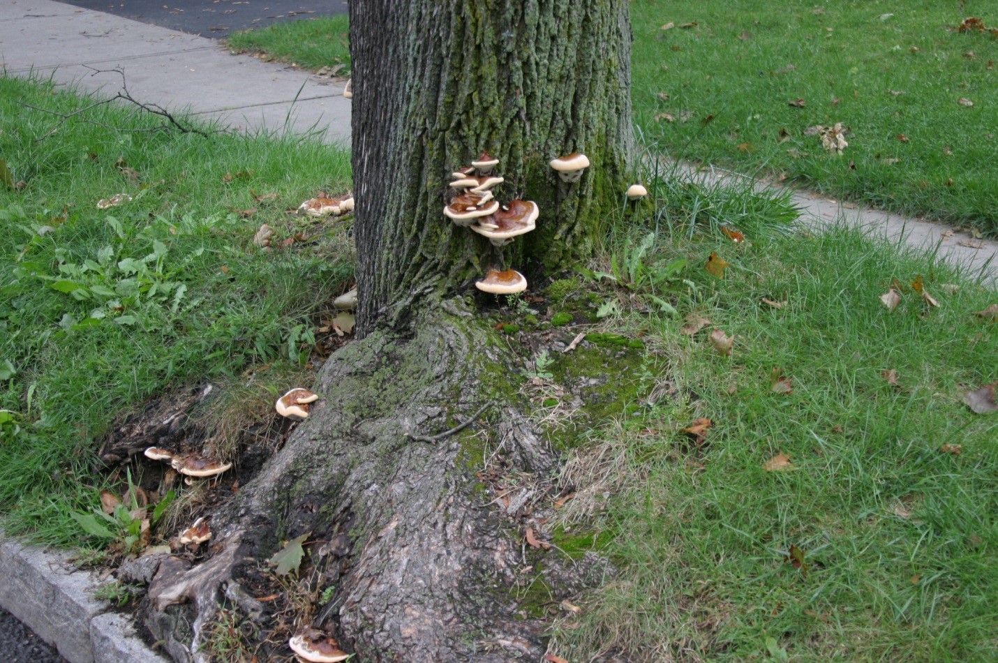 Photograph 3. Ganoderma lucidum fruiting on the butt and woody roots of a Norway maple.