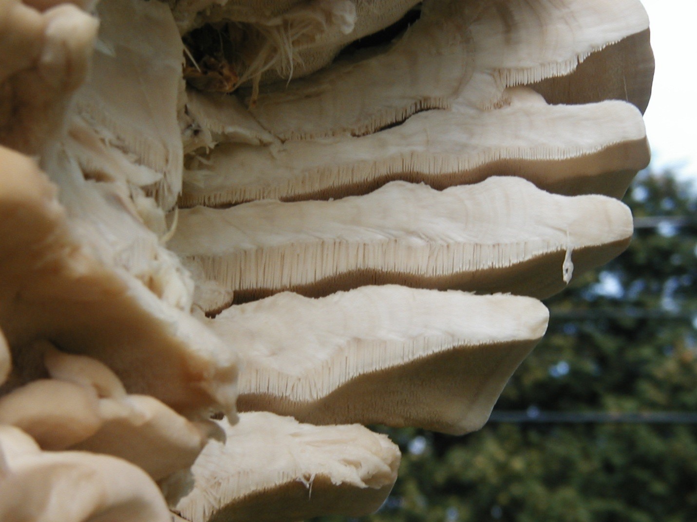 Photograph 3. The toothed pore layer of Climacoden septentrionalis.