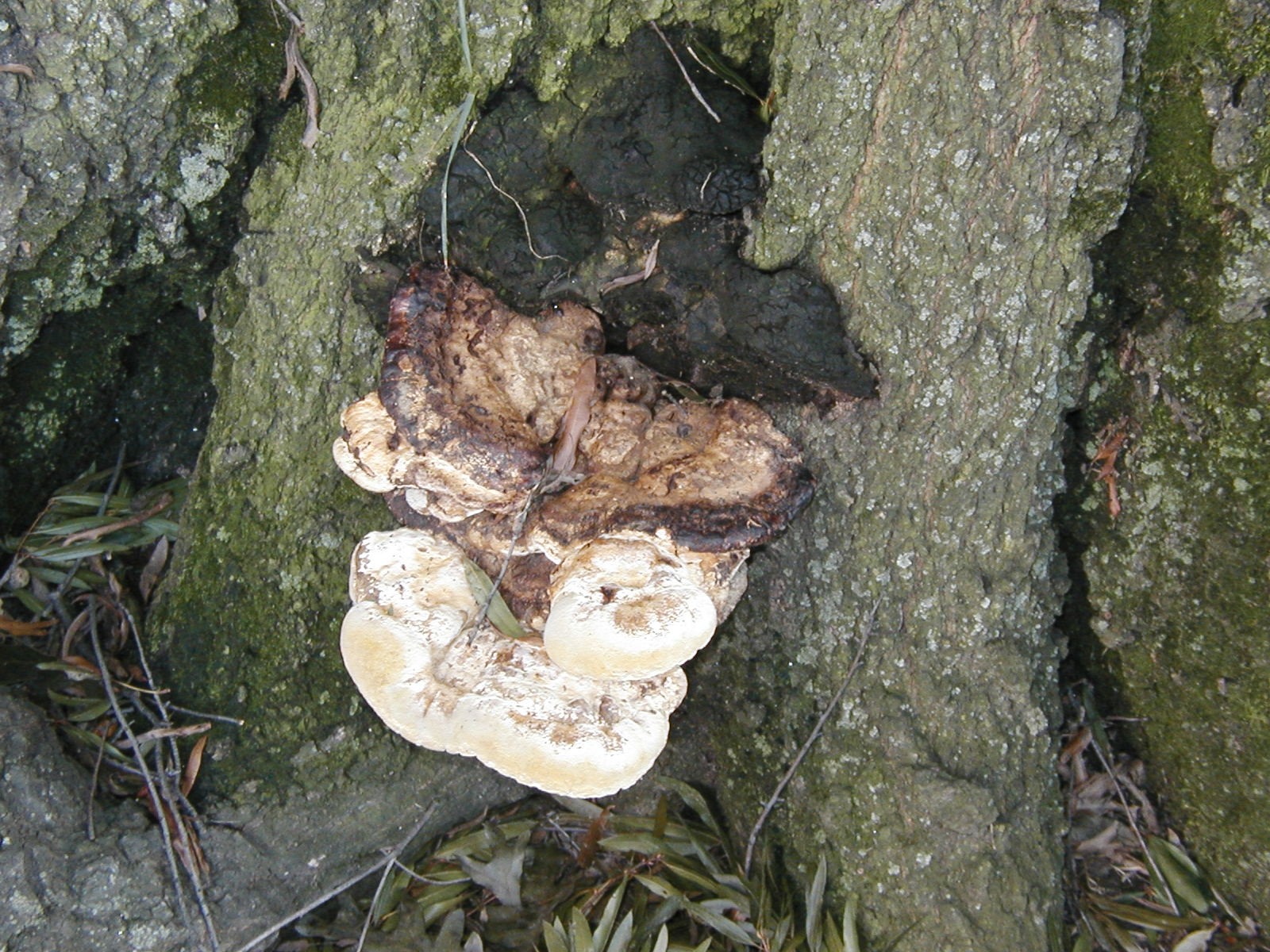 Photograph 3. Tough and leathery conks of Inonotus dryadeus.Note the older conks from previous year’s that have discolored and turned black and are now almost woody like a perennial fungus .