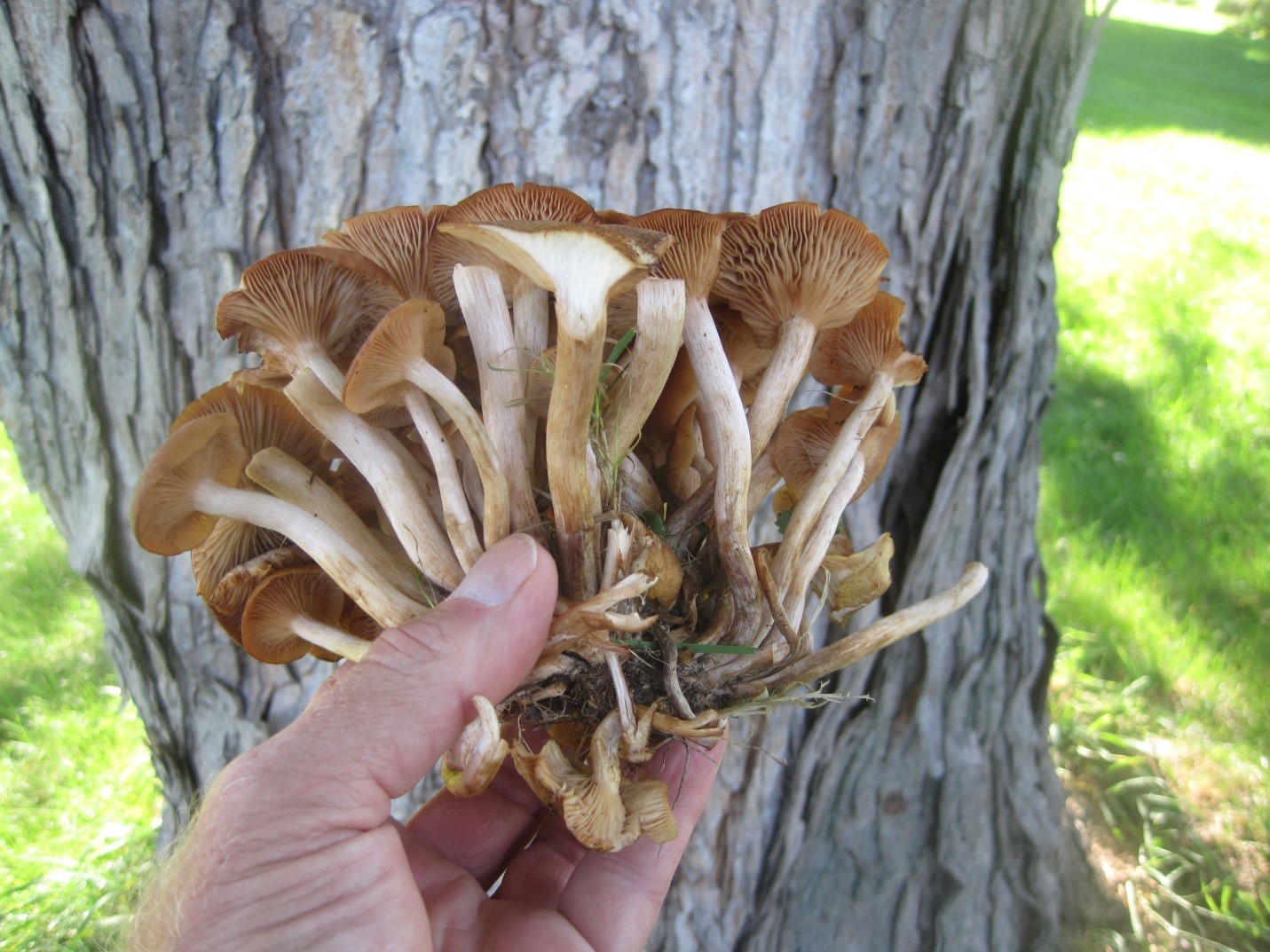 Photograph 3. Central (attached in the middle of the mushroom) stems on a group of mushrooms of Armillaria tabescens.