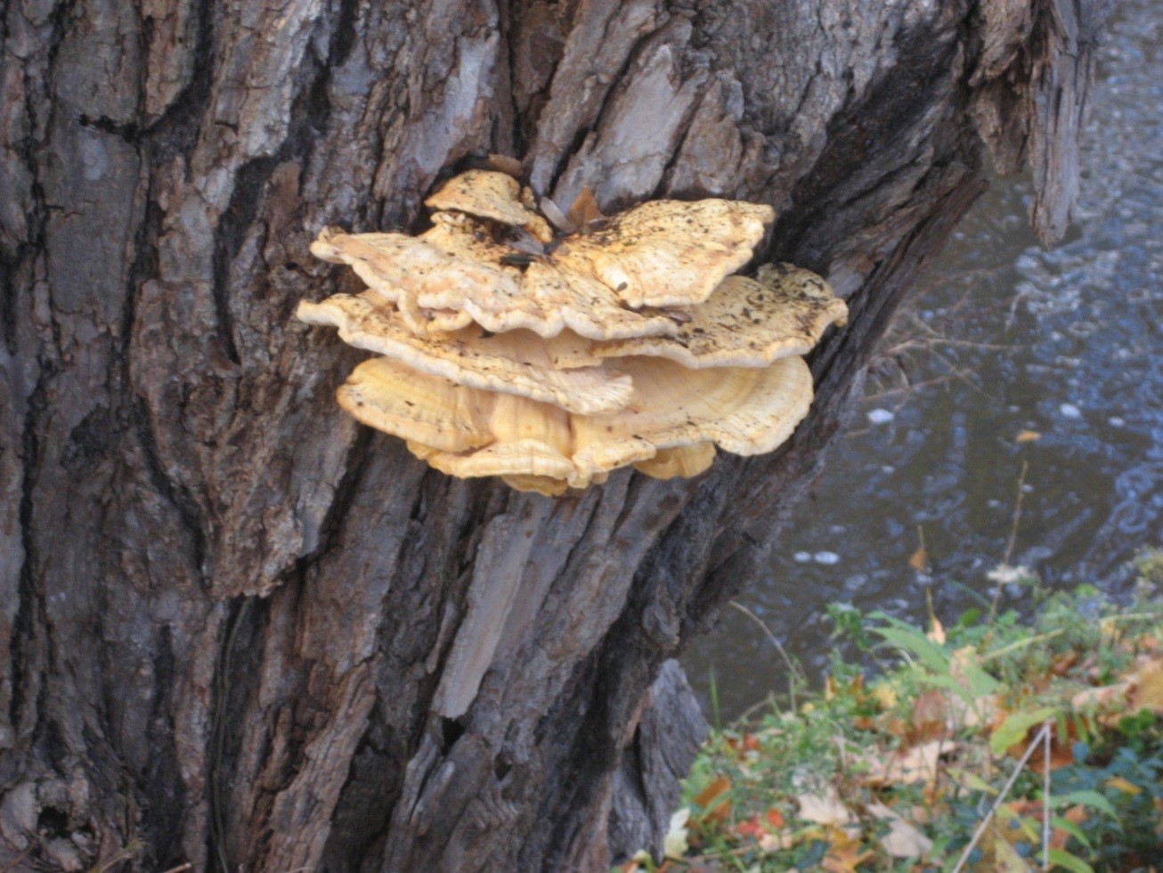 Photograph 3. Moderately thick fruiting (individual fronds) of the sulfur shelf fungus.