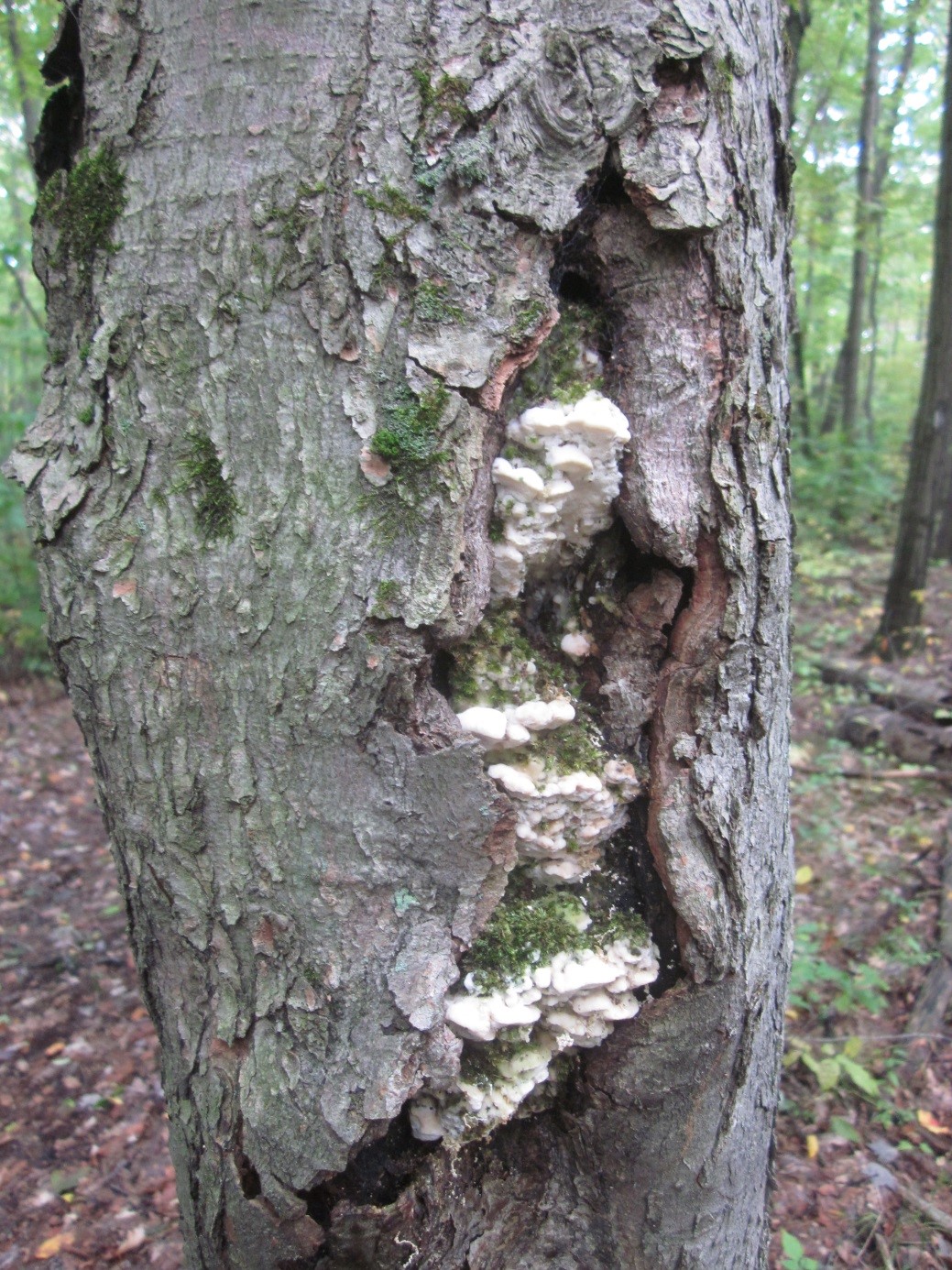Photograph 3. Some wood decay species are common in forested habitats but are uncommon on urban species such as Oxyporus populinus shown here on sugar maple, or are less common on urban trees because of host range preferences.