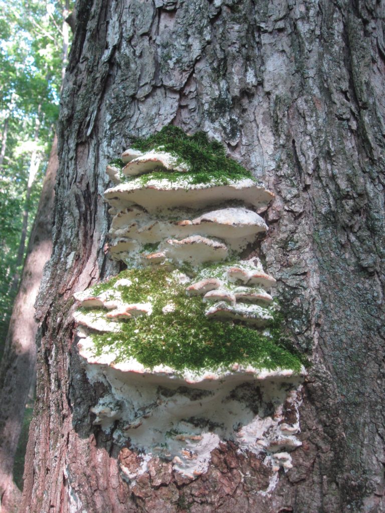 Oxyporus populinus