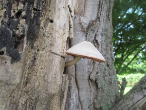 Volvariella bombycina