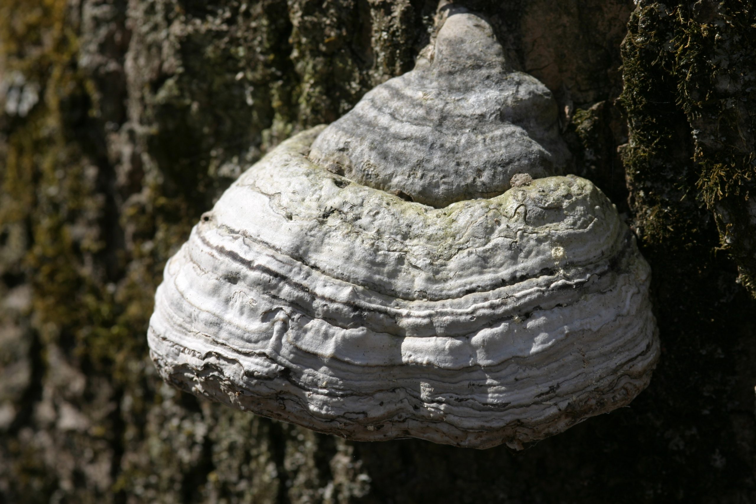 Fomes fomentarius