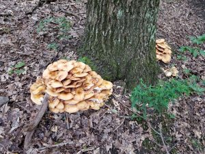 Armillaria mellea