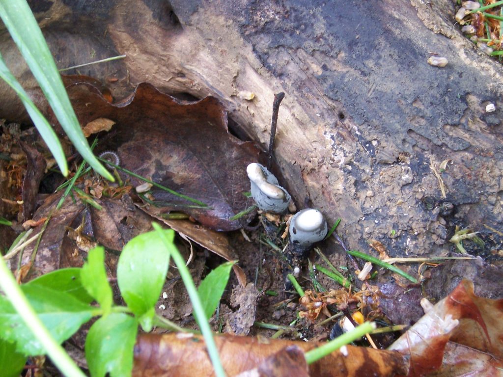 Xylaria polymorpha