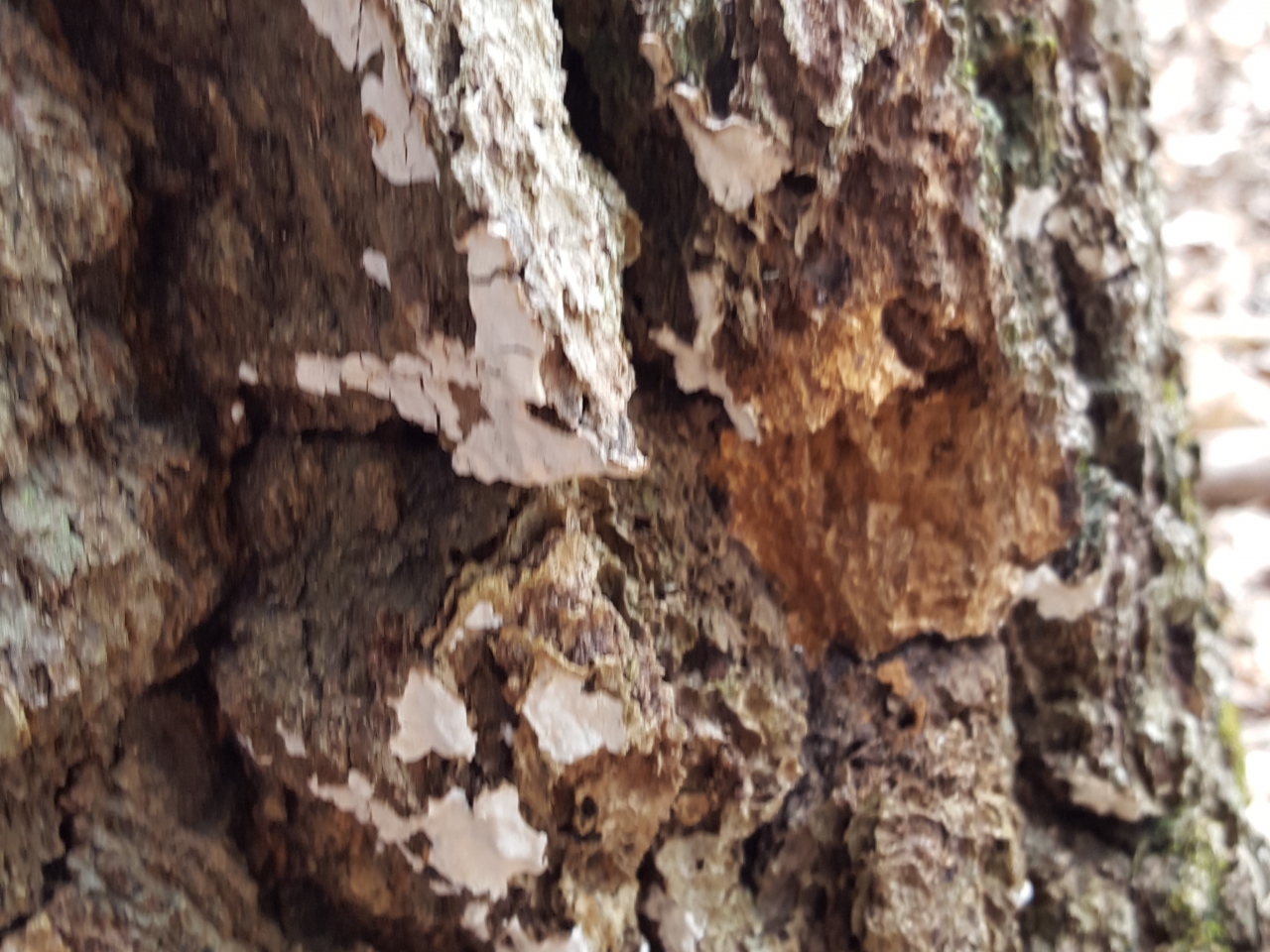 Dendrothele Wood Decay Fungi of Living Trees