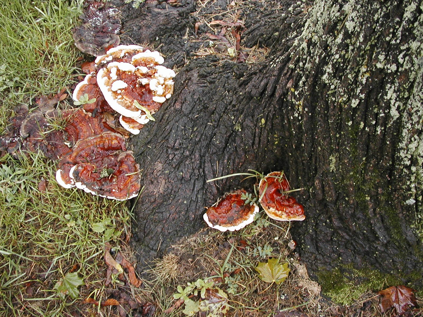 Photograph 3. Tough or leathery conks of an annual fungus showing fresh fruiting and older conks from the previous year in the background. 