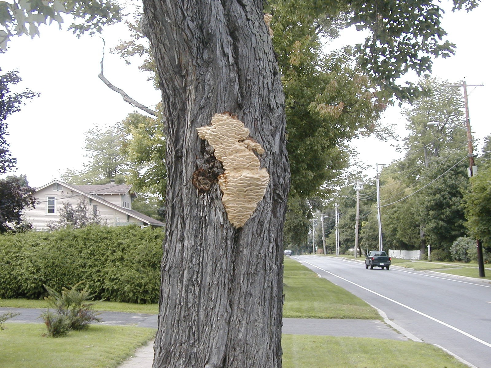 Photograph 4. Fruiting on the main trunk of the tree is a common location that many decay fungi are found.