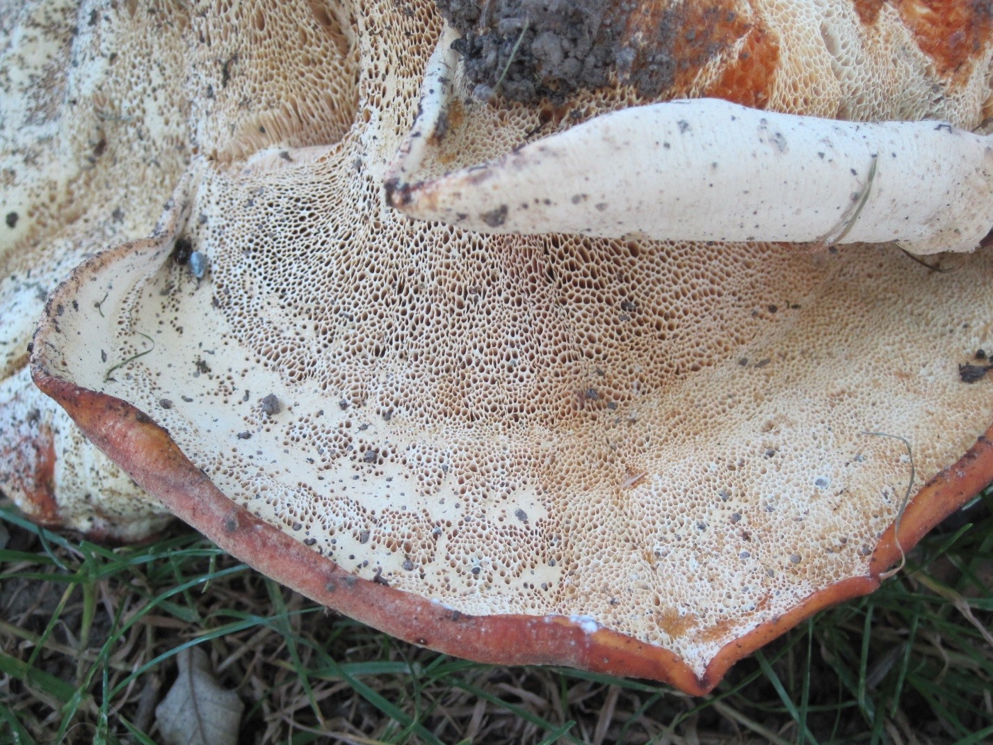 Photograph 4. Large variously shaped size and shape pores of the fungus Bondarzewia berkeleyi.