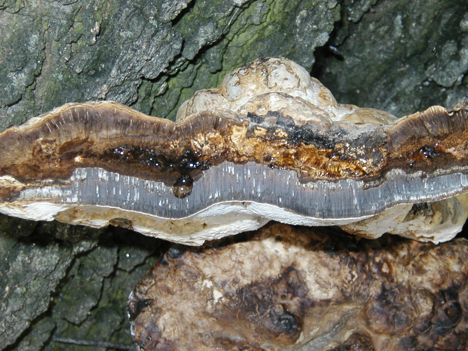 Photograph 4. Thick conk of the fungus Inonotus dryadeus.