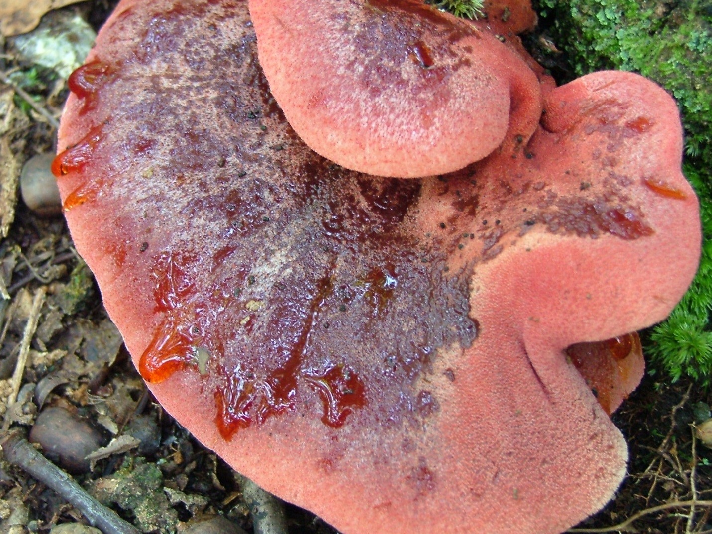 Photograph 4. Some wood decay fungi are rare on urban trees and also relatively rare in forest habitats. Fistulina hepatica is easy to identify given the appearance of its fruiting structure, but is rarely found on urban trees.