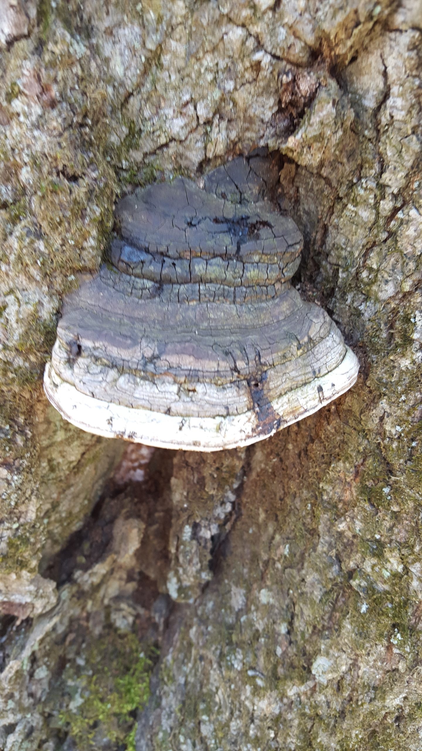 Phellinus igniarius