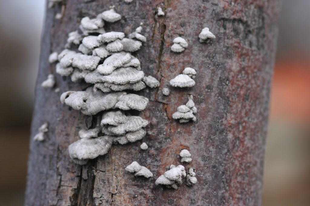 Schizophyllum commune