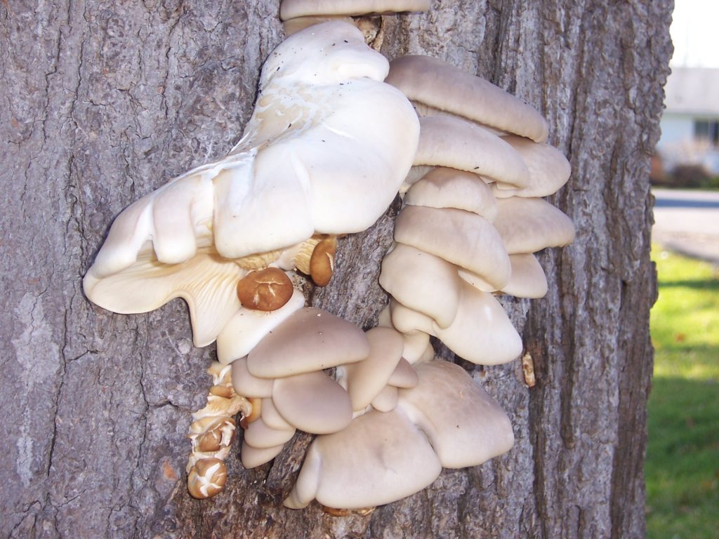 Pleurotus species