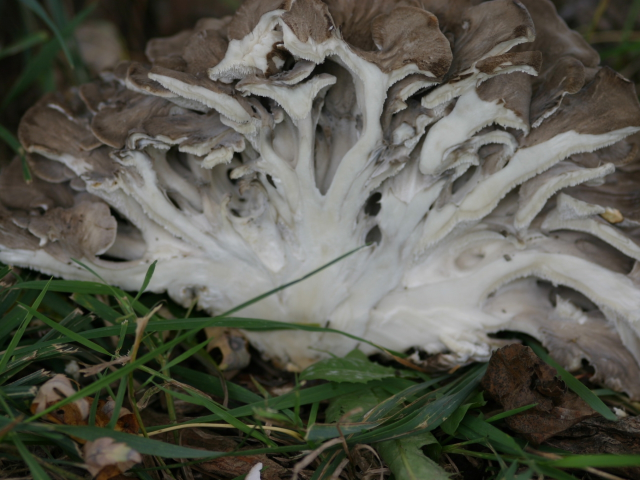 Grifola frondosa Wood Decay Fungi of Living Trees