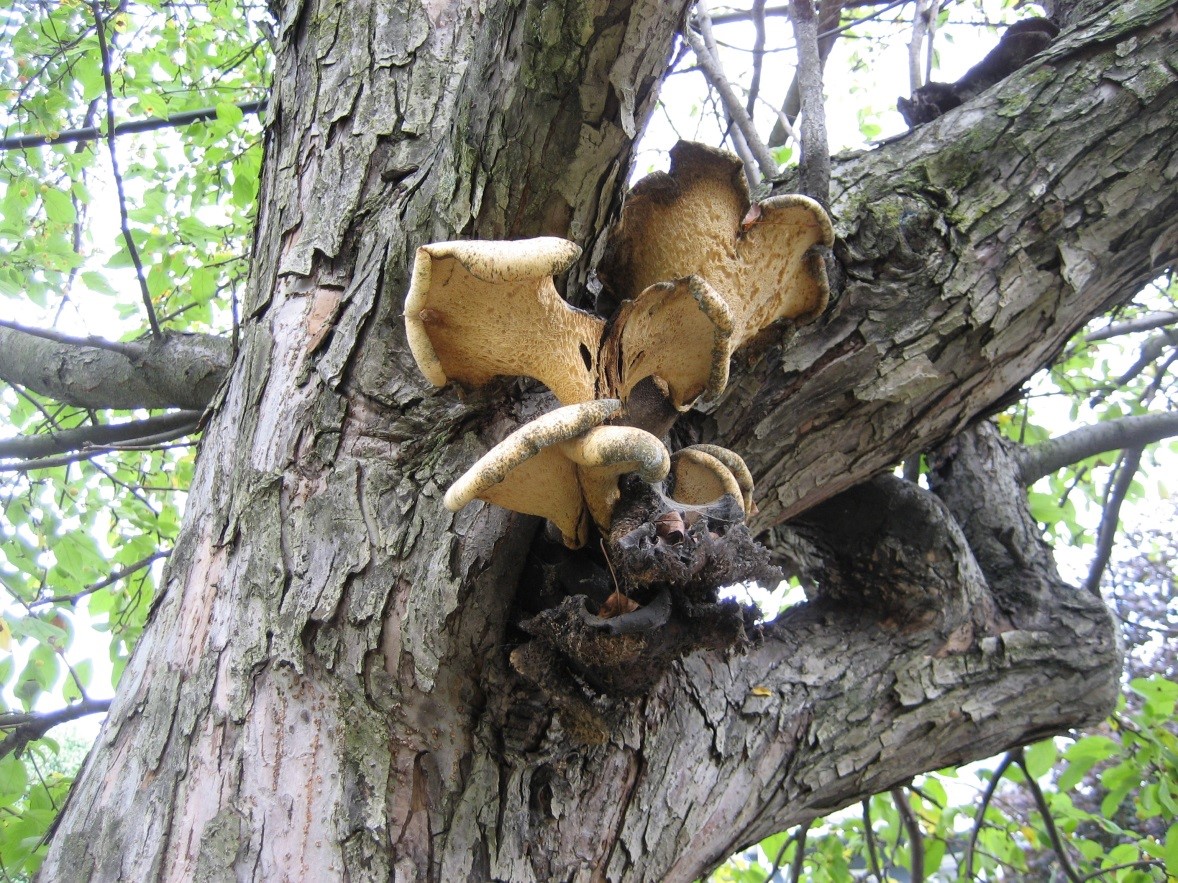 Photograph 4. Fruiting of an annual fungus showing the dried and drying mushrooms from two flushes of fruiting.