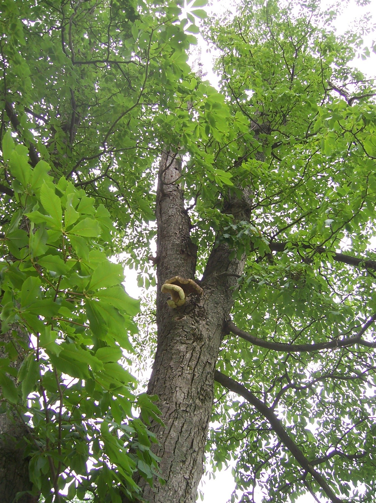 Photograph 5. Polyporus squamosus fruiting in the mid-crown of a horsechestnut. Many decay fungi are found primarily higher in the crown and on larger diameter branches, although fruiting lower on the tree is also possible.