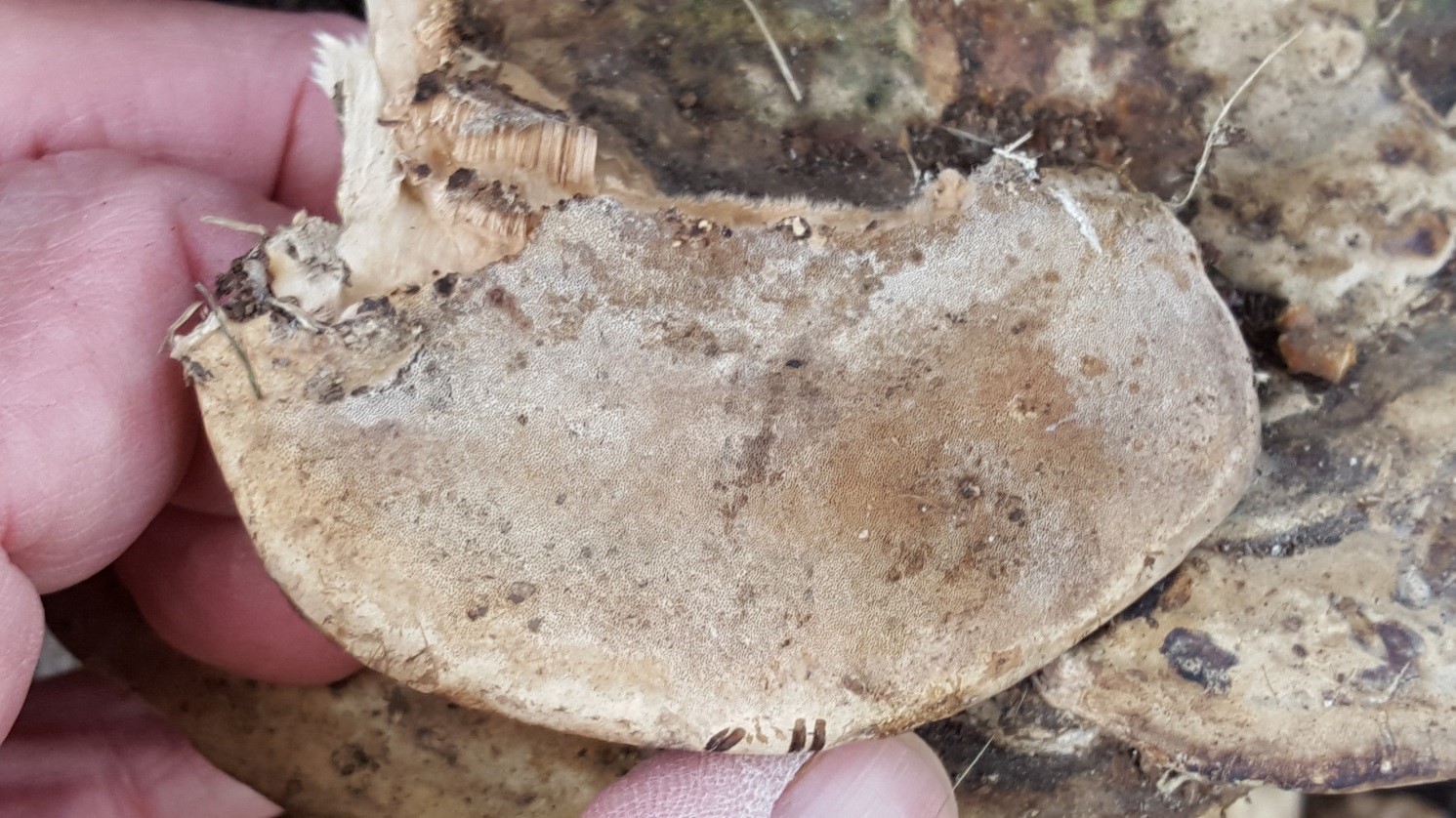 Photograph 5. Small, barely visible pores of an annual wood decay fungus. Many decay fungi have pores that can only be viewed with magnification from a 5-10X hand lens.