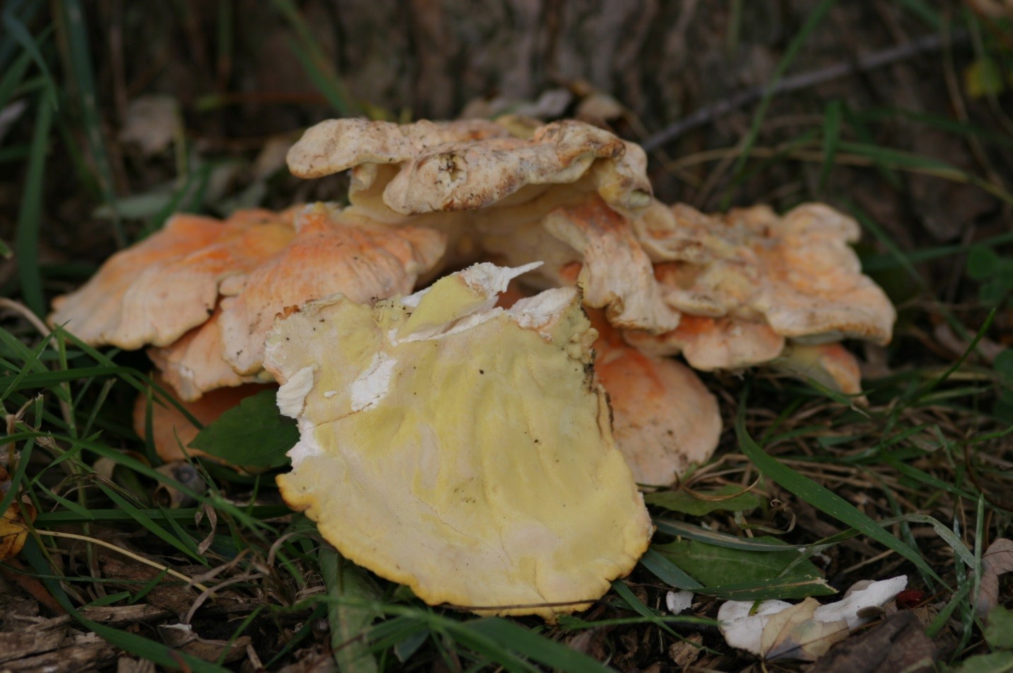 Photograph 5. Fleshy fronds of the sulfur shelf fungus Laetiporus sulphureus.